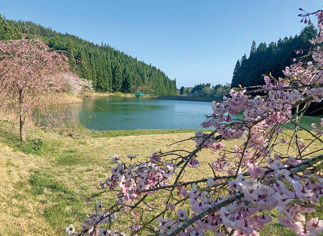 菖蒲沢の桜